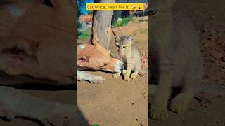 Listen to this crazy cat voice... Wait for the end! 🤪🙀#WaitForIt #CatVoice #FunnyCat #CatReaction