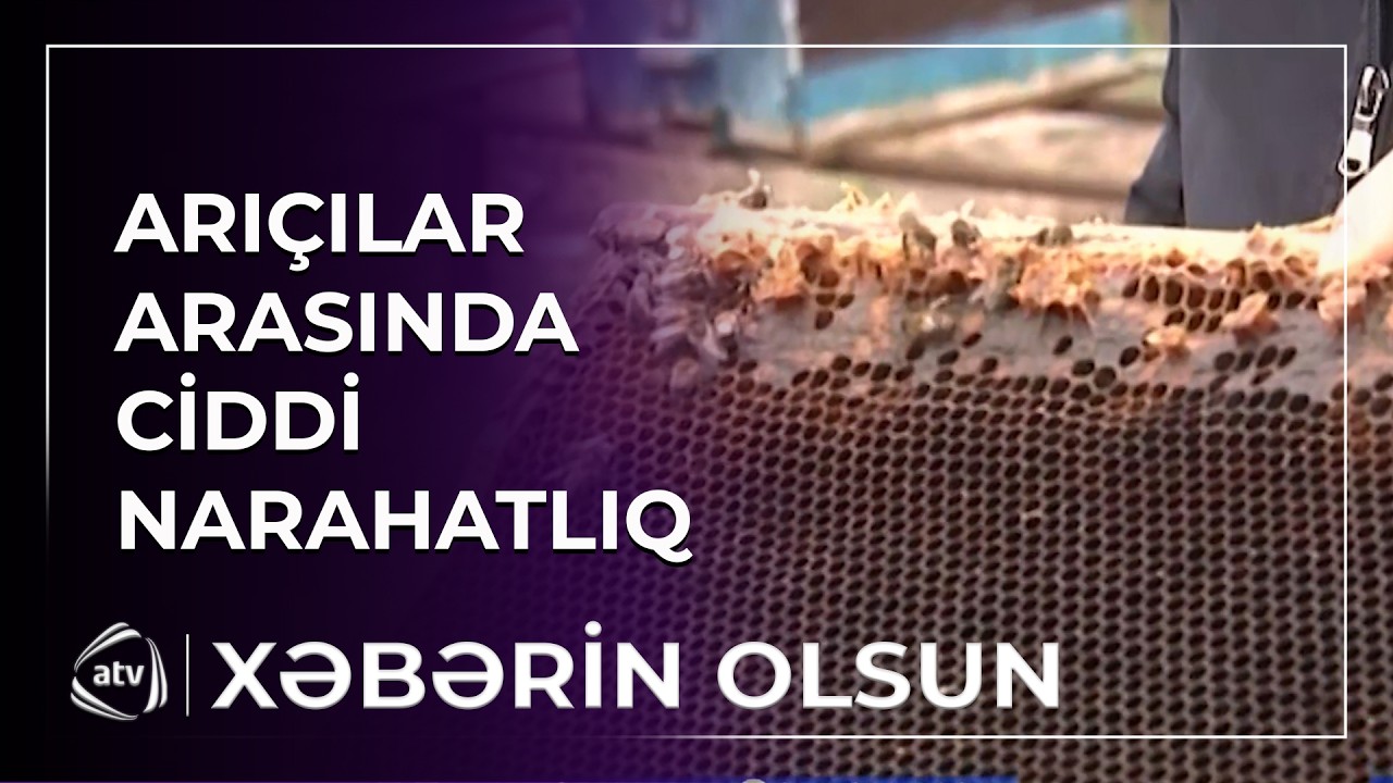 Arıların kütləvi şəkildə ölməsinə səbəb nədir? / Xəbərin olsun