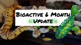 Ball Python Bioactive Enclosure Update