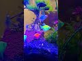glofish tetra vs udang
