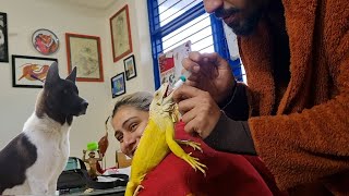 'Saving LIFE of the IGUANA with Her' & my Pets | Wildly Indian by Wildly Indian 14,841 views 2 months ago 13 minutes, 23 seconds