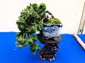 ❶ MINI BONSAI： 1st Ed. Angyo shohin bonsai exhibition 2023 ・第一回安行小品盆栽展2023