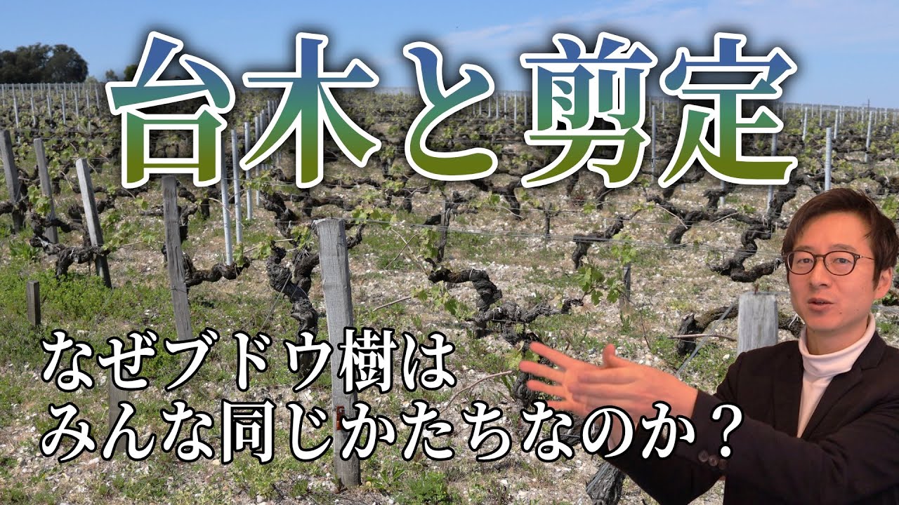 学ぶワイン vol.2 ブドウ栽培① 台木、剪定、仕立て