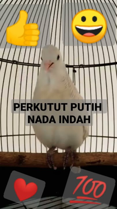 perkutut putih