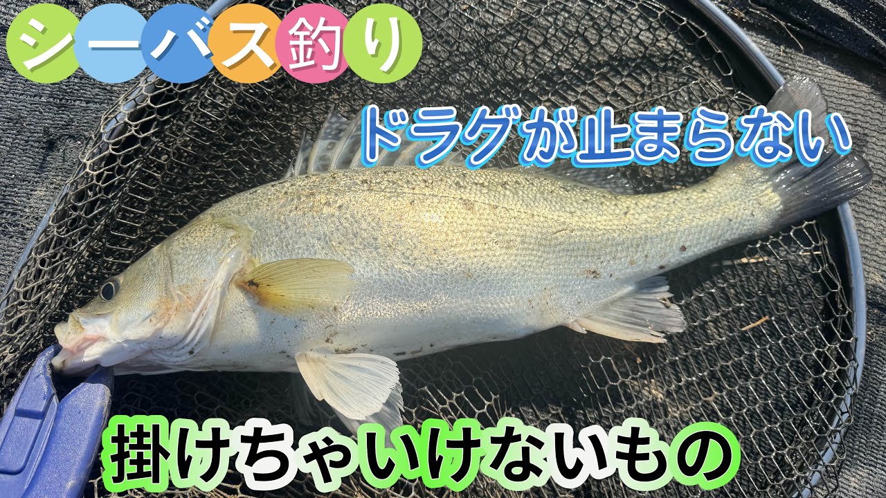 管釣りでシーバスを釣る！Catch sea bass at a fishing pond!