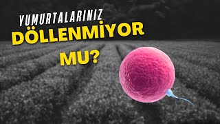 Tüp Bebekte Döllenme Sorunları Oosit Aktivasyonu Ne Zaman Gerekir?