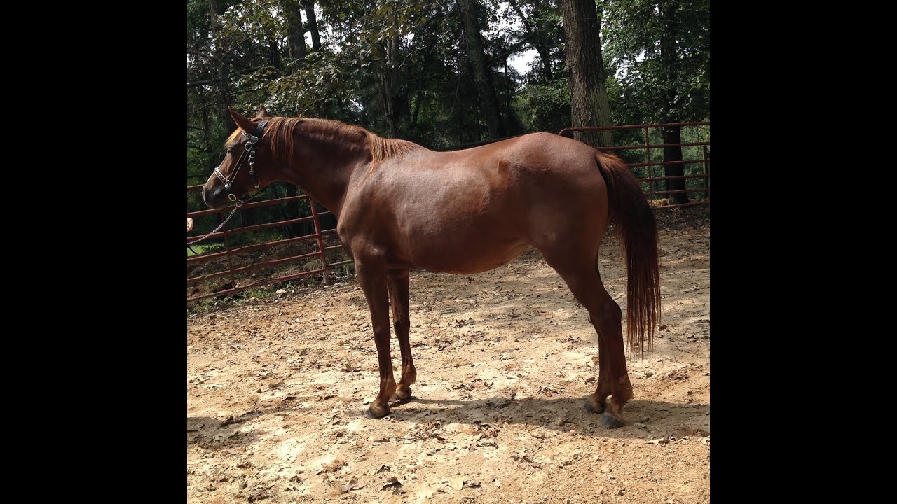 ArabQuarter Horse cross trail mare [SOLD] YouTube