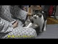 パパが帰ってくると嬉しくておしゃべりしちゃう猫リキちゃん☆テンションあがりまくり！【リキちゃんねる　猫動画】Cat video　キジトラ猫との暮らし
