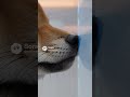 Curious Puppy vs. Invisible Force Field (Futuristic Pet Training) #dogtraining #shibainu