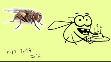 how to draw flies cartoon design simple on TVPaint Animation 10 Pro By JK