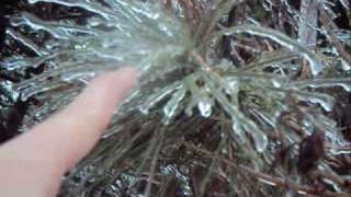 Ice Storm Carol Stream