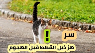 سر هز ذيل القطط قبل الهجوم