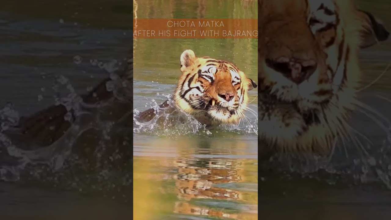 tiger Chota Matka after Fight 