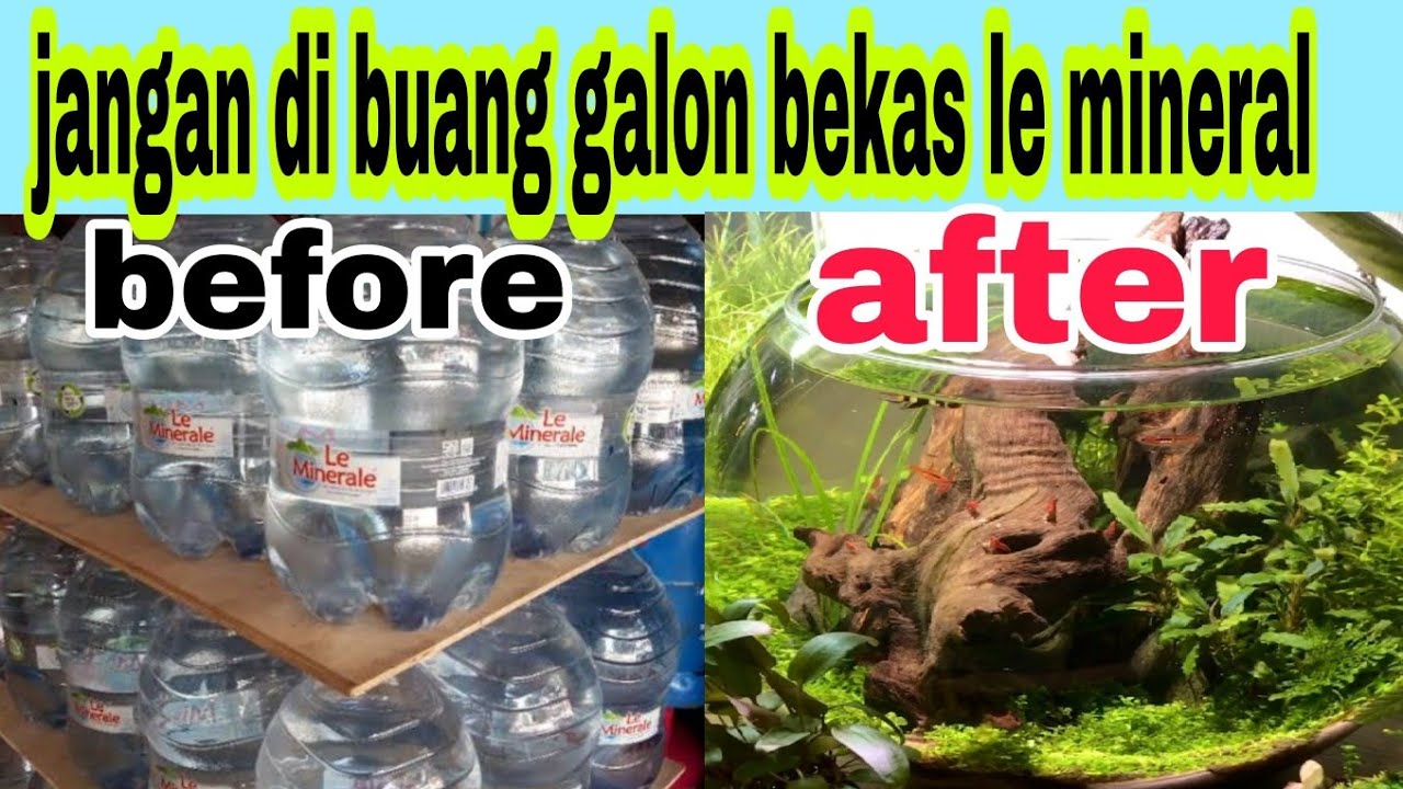 budidaya ikan di dalam galon || jangan buang galon bekas le mineral