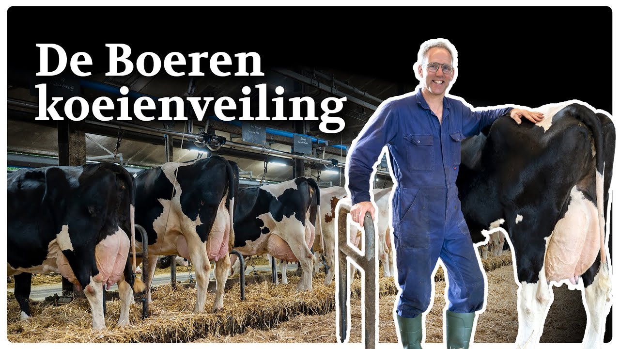 Uitnodiging Boerenkoeien Veiling Woensdag 3 September in Dronten