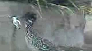Roadrunner pwns lizard