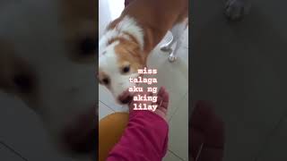 namiss talaga aku ni lilay #viralvideo #1mviewers #shortvideo #petlover #puppy # #puppyvideos