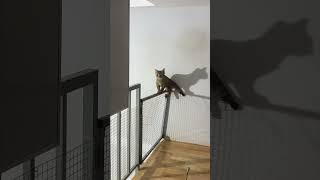Kiếp mèo thân xác con khỉ 😹 | A cat with the soul of a monkey