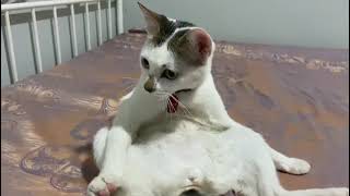 Disturbing My Cat While She's Taking A Bath || The Bo Phenomenon