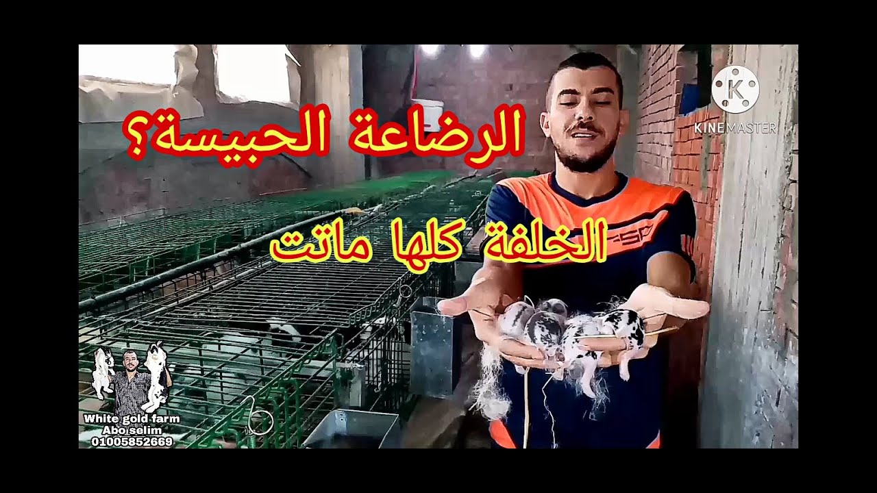 حافظ على الارانب الصغيره من الموت واعرف الصح علشان مينضحكش عليك 😂.