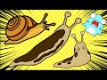 不思議な生き物アニメ！ナメクジとカタツムリの冒険！サメニンジャーのアニメ！