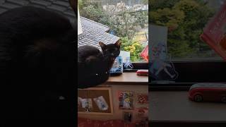 やはり鳥にしか心を開かない女 #ジジ #ねこ