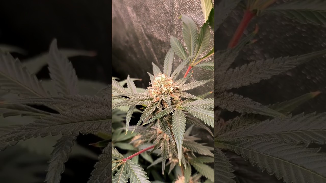 Mimosa x Orange Punch || Día 34 a 12/12|| Barney's Farm ☀️ 