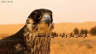 شيلة الزم وممنوع الهدد أداءفيصل العليمي