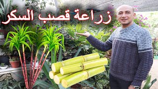 زراعة قصب السكر في المنزل Planting Sugar Cane
