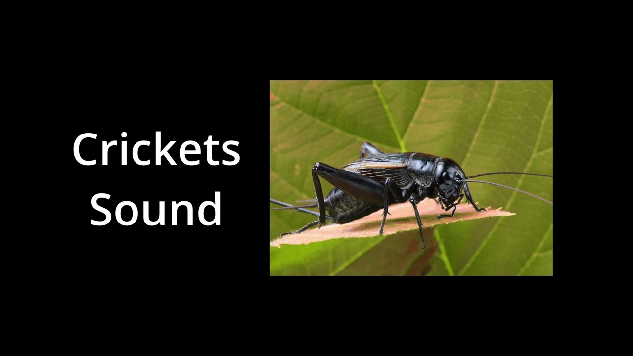 crickets singing in the forest FREE SOUNDS YouTube