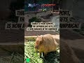 Capybara UNLOCKED! 💚 (Check description)