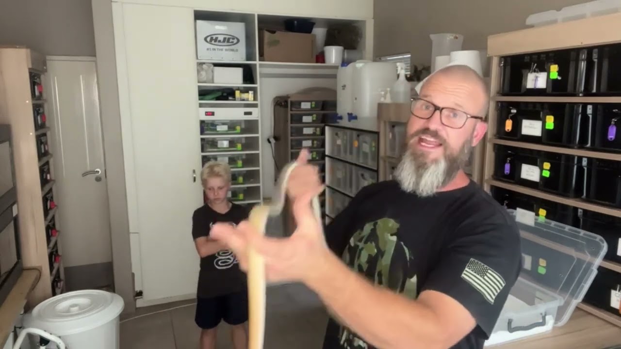 Beauty rat snake! Aggressive but stunning! Some handling and socialising time.