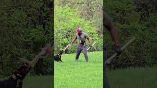 Zev is a fireball. #dog #entertainment #puppy #dogtraining