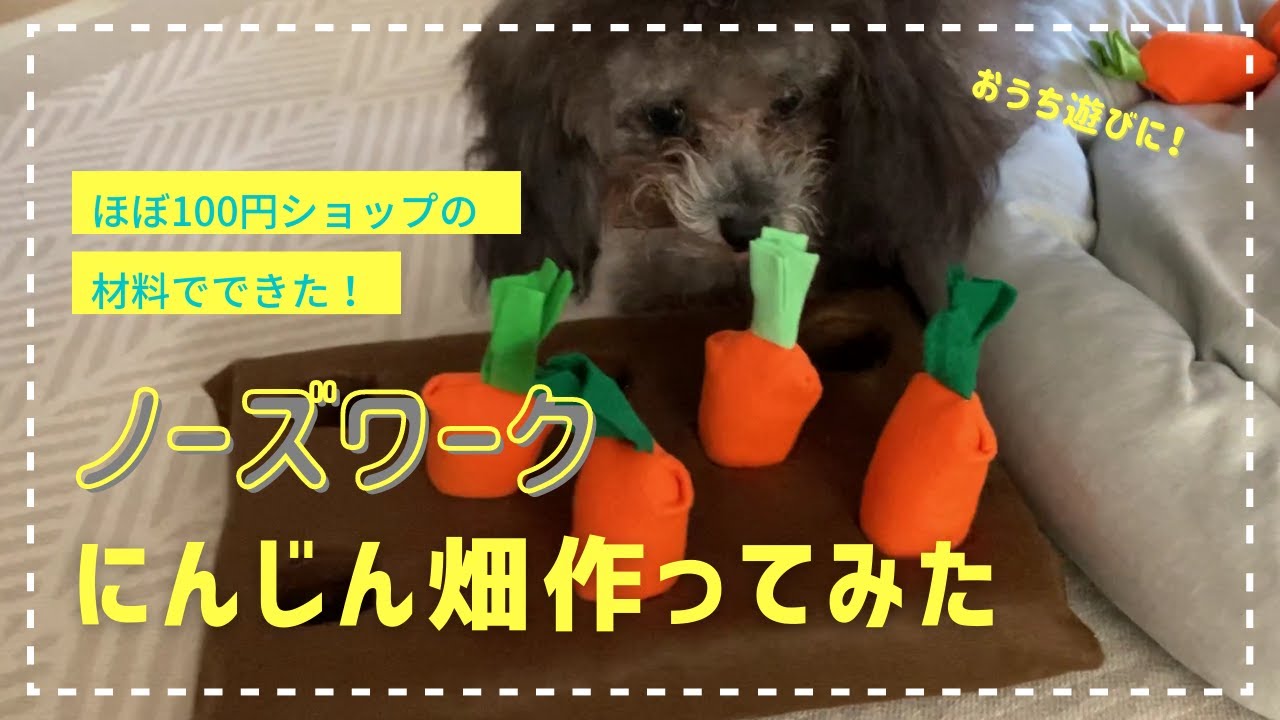 子犬 100均手作りノーズワーク にんじん畑 生後７か月トイプードルシルバー 知育 Making A Carrot Nose Work Toy Poodle Silver Youtube