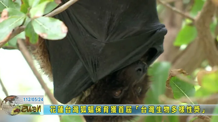 20230524 09 花莲台湾狐蝠保育获首届「台湾生物多样性奖」 - 天天要闻