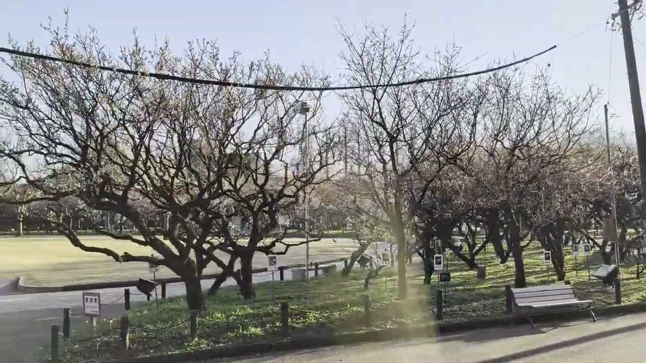 【梅林公園　岐阜市】　2026年2月26日（木）　Gifu-Japan