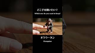 「〇〇を飼う」夢、叶うかも?あなたの推し動物に投票して!④