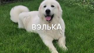Подгалянская овчарка Вэлька (АНЕКА БОС) Подгалянская овчарка Вэлька (АНЕКА БОС)