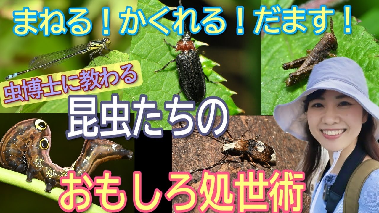 まねる！かくれる！だます！昆虫たちのおもしろ処世術