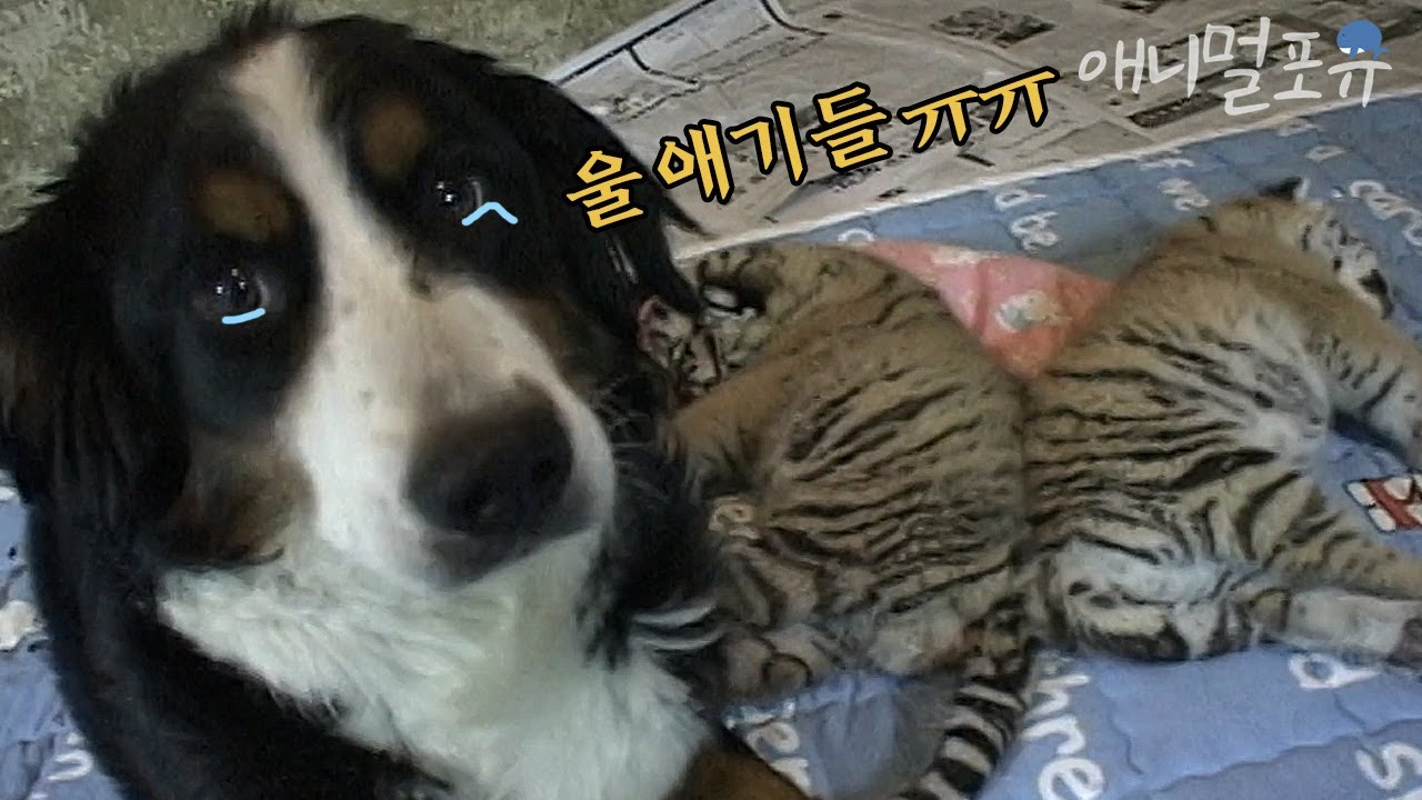 개 엄마 백운이와 합사 3일차! 🐶🐯 그런데 아기 호랑이 남매에게 문제가 생겼다..?! l KBS 주주클럽 020902 방송