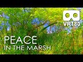 Peace In The Marsh: Peaceful Solitude in Virtual Reality / VR180
