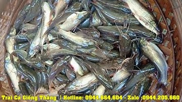 TRẠI CÁ GIỐNG THẮNG 0944.664.604 cung cấp cá giống nước ngọt nước lợ uy tín giá rẻ cà mau toàn quốc