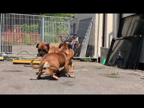 Boerboels getting ready to mate!