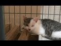 子猫　動物病院から帰還する　子猫　保護１１日目