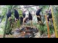 "Unbelievable Bird Hunting Adventure" Very Effective Trap