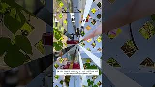 Woman Saves A Hummingbird From Heatstroke And Then