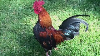 Rooster Nonstop Crowing In The Early Morning ! ( Up-Close )