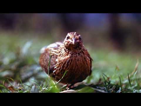 Video: Жаныбарлар көргөзмөсүн кантип уюштурса болот