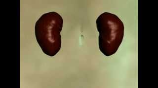 The Kidneys