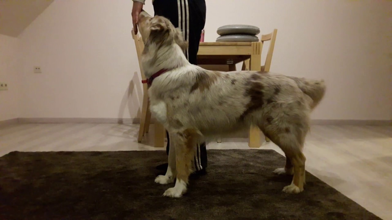 Trick Hund lernt rückwärts umrunden / Rückwärts umrunden mit Hund üben